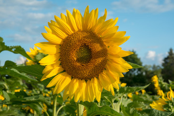 Isolated blooming sunflower under the early morning sun