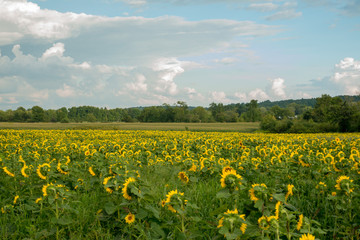 Field of blooming sunflowers under the early morning sun