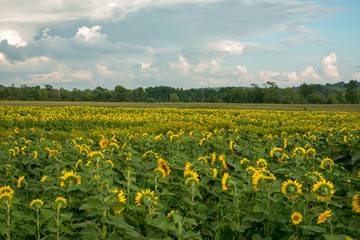 Fototapeta na wymiar Field of blooming sunflowers under the early morning sun