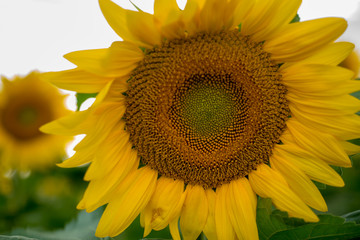 Naklejka premium Isolated sunflower in full bloom, close-up