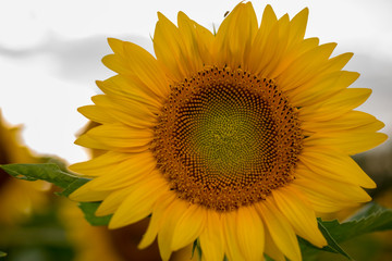 Naklejka premium Isolated sunflowers in full bloom grey sky