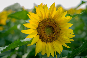 Isolated sunflower in early morning sun