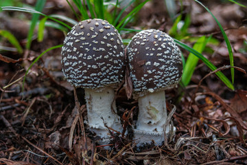 Brown Amanita Muscaria in the natural forest background.