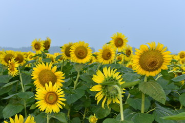 Obraz premium Sunflowers in the field