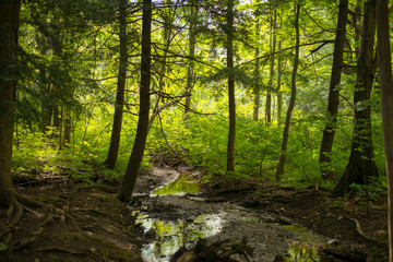Tree reflections on small glen
