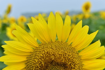 Naklejka premium Sunflowers in the field