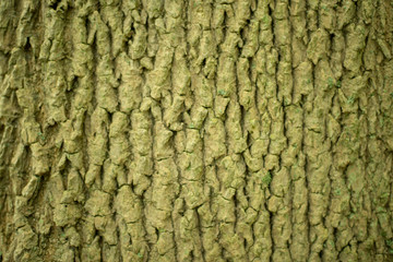 Isolated tree bark texture