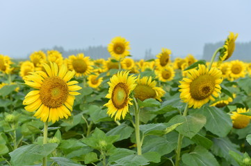 Fototapeta premium Sunflowers in the field