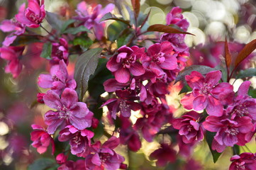 Chinese flowering crab-apple in spring