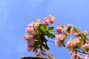 Chinese flowering crab-apple in spring