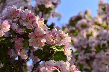 Chinese flowering crab-apple in spring