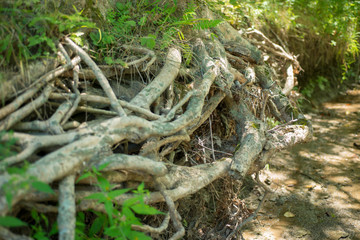 Tree roots exposed by water erosion