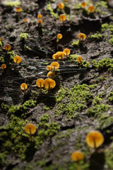 mushroom and moss