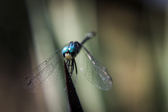 Dragon fly - libelula