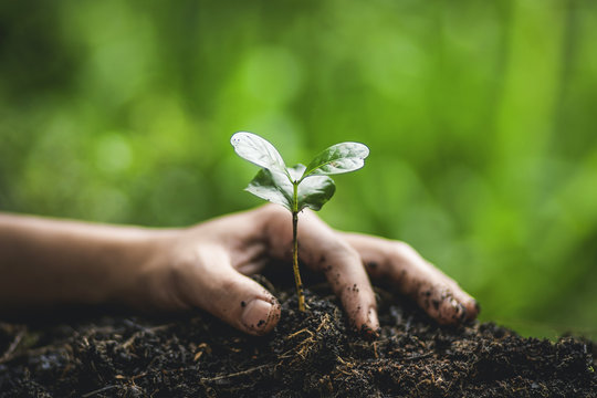 Fototapeta Plant coffee tree Growing Coffee,hand  Watering 