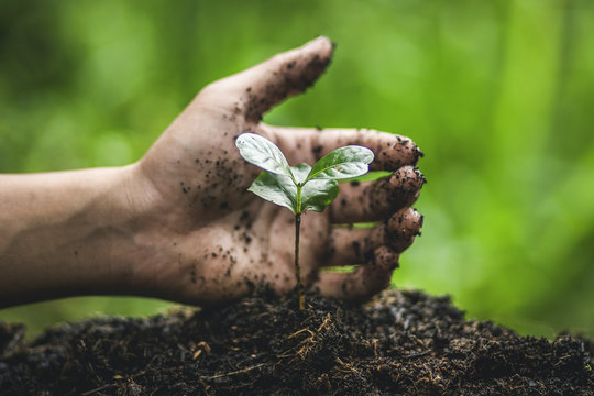 Fototapeta Plant coffee tree Growing Coffee,hand  Watering 