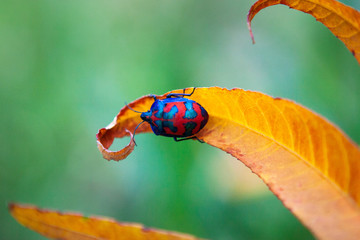 Fototapete bei efototapeten.de bestellen   