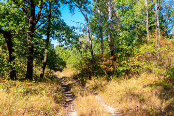 Rural dirt road through a green forest at summer