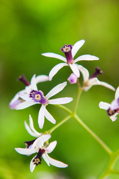 White Cedar Flowers