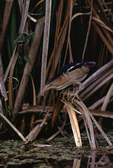 Least Bittern (Lxobrychus Exilis)
