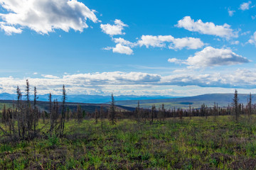 Fototapeta na wymiar Fire Burned Forest Along The Dempster Highway, Canada