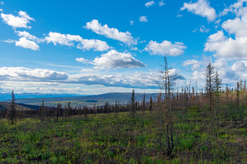 Fire Burned Forest Along The Dempster Highway, Canada