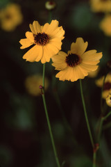 Leavenworth's Tickseed Wildflower (Coreopsis Leavenworthii)