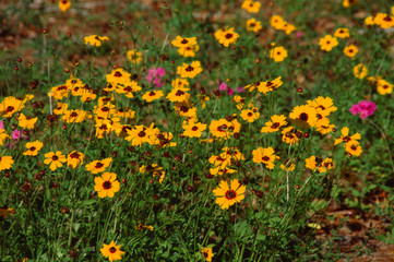 Leavenworth's Tickseed Wildflower (Coreopsis Leavenworthii)