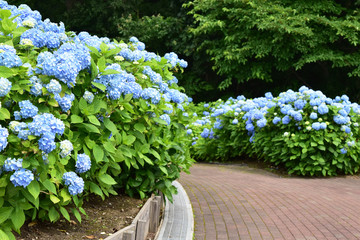 アジサイが咲く公園の散歩道