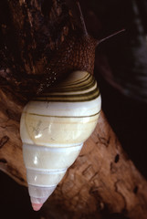 Liguus Tree Snail (Liguus Fasciatus Versicolor)