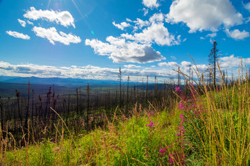 Fire Burned Forest Along The Dempster Highway, Canada