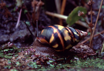 Liguus Tree Snail (Liguus Fasciatus Versicolor)