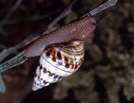 Liguus Tree Snail (Liguus Fasciatus Versicolor)