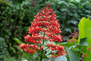beautiful Wildflower at Banaue
