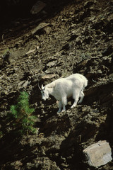 Obraz na płótnie Canvas Mountain Goat (Oreamnos Americanus)