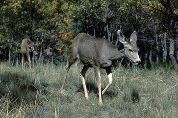 Mule Deer (Odocoileus Hemionus)
