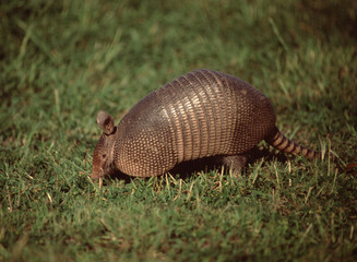 Nine-Banded Armadillo (Dasypus Novemcinctus)