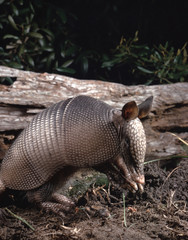 Nine-Banded Armadillo (Dasypus Novemcinctus)
