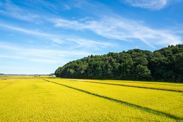 田園風景