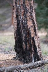 Obraz premium Burned tree stump in a pine forest