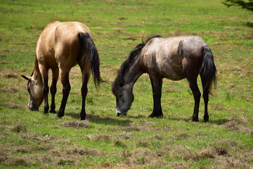 仲良く草を食べる牧場の馬