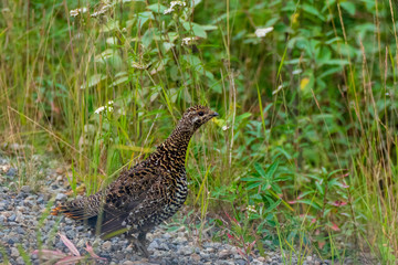 A Grouse Watching For Dangers Along The Dempster Highway