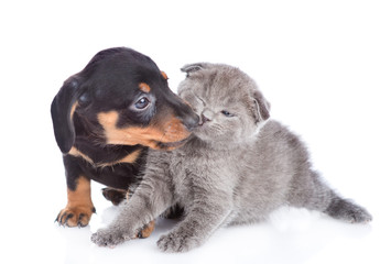 playful dachshund puppy licking tiny kitten.  isolated on white background