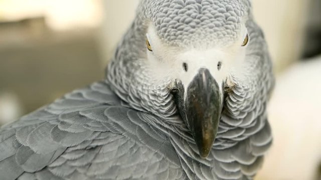 Red-tailed monogamous African Congo Grey Parrot, Psittacus erithacus. Companion Jaco is popular avian pet native to equatorial region. Exotic bird in tropical forest.