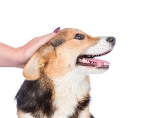 female hand patting  dog head. isolated on white background