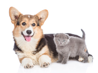 Corgi puppy with tiny kitten lying together in side view. isolated on white background