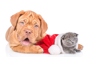 Obraz premium bordeaux puppy with kitten in red christmas hat. isolated on white background