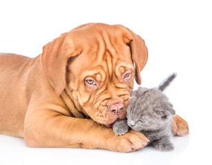 Playful bordeaux puppy kisses kitten. isolated on white background