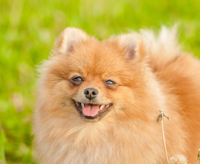Close up spitz puppy sitting on summer grass