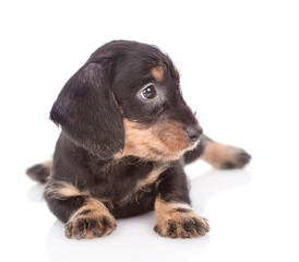 dachshund puppy lying and looking away. isolated on white background